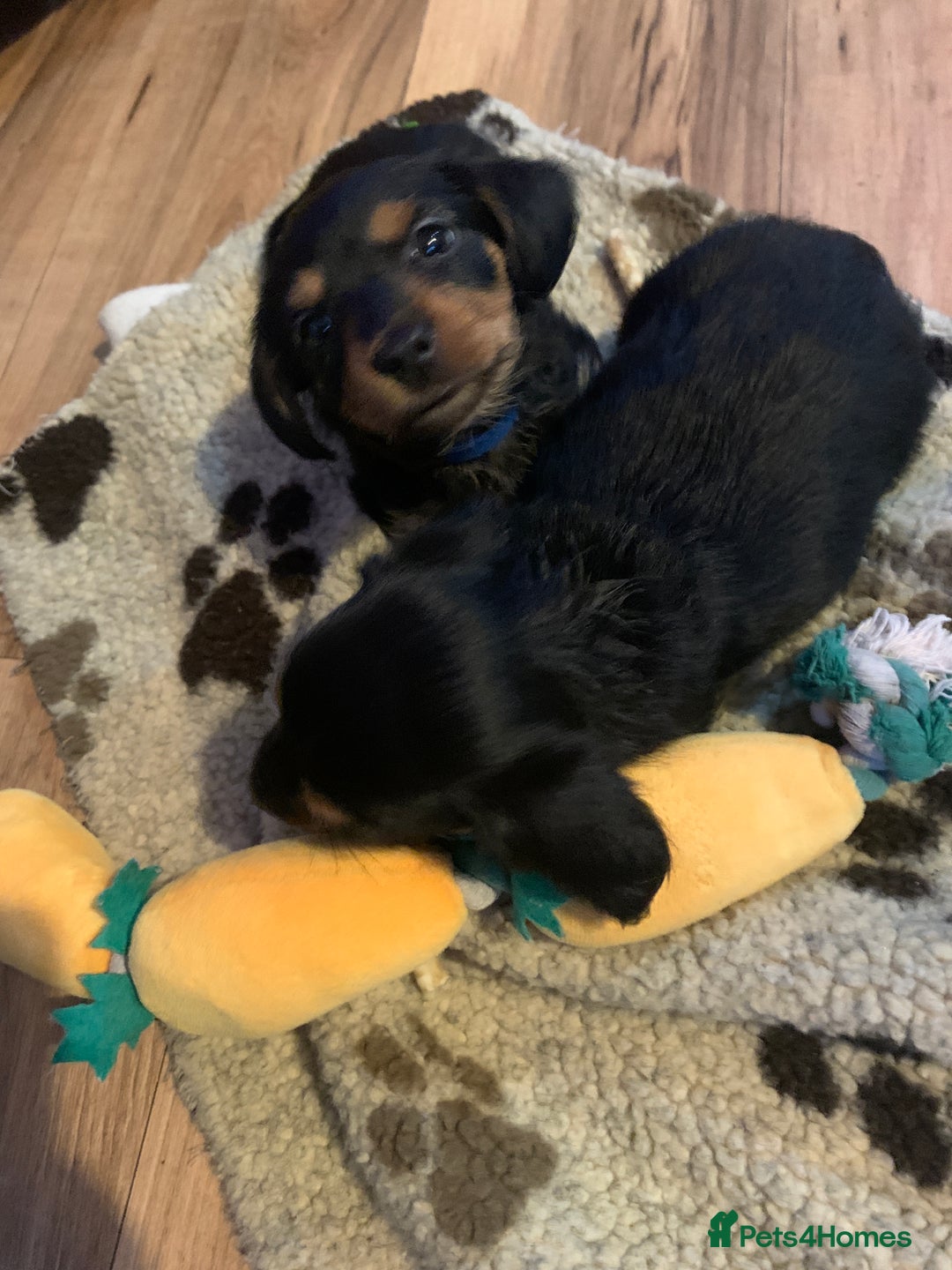 Mixed Breed dogs for sale: Yorkshire terrier x dachund x3 boys - Advert 7