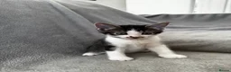 Mixed Breed cats for sale: 4 Adorable Little Kittens for sale in Watford - Advert 7