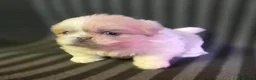 Pekingese dogs for sale: Lilac Fawn Parti Pekingese Puppy - Advert 4