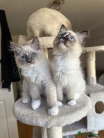 Ragdoll cats GCCF reg parents , pure breed ragdoll kittens 🤍 - Advert 5
