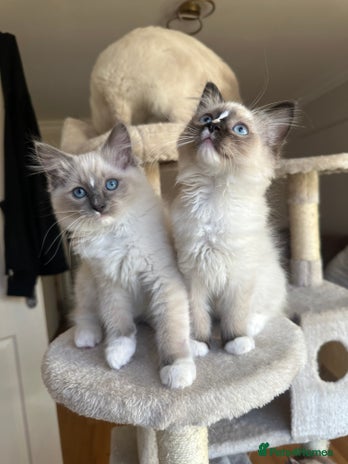 Ragdoll cats GCCF reg parents , pure breed ragdoll kittens 🤍 - Advert 10