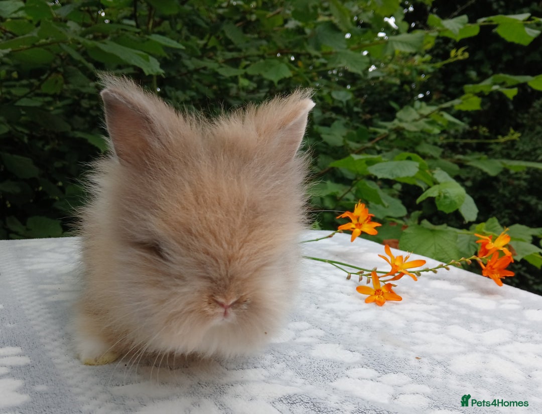 Lionhead rabbits for sale: LAST ONE Stunning DM Lionhead baby rabbit  - Image 6
