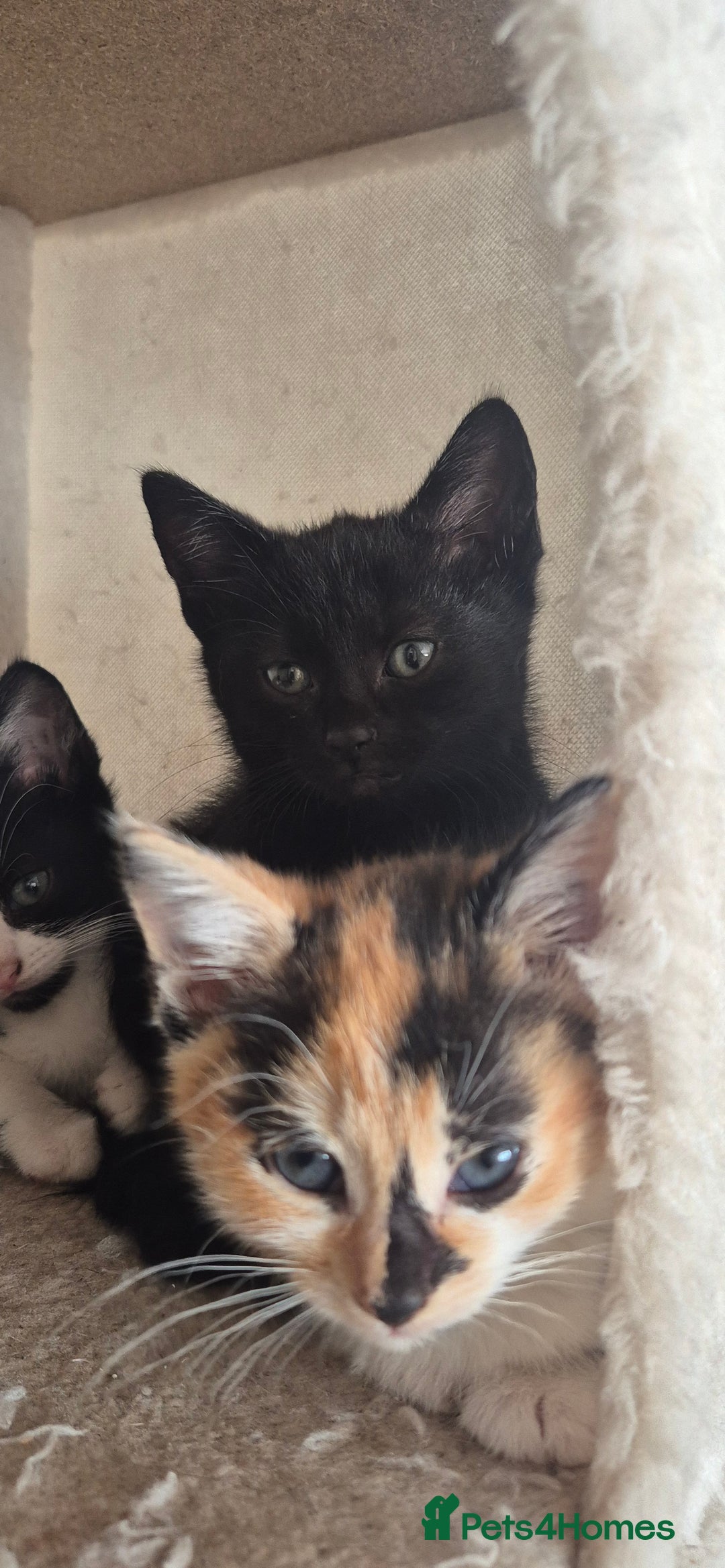 Mixed Breed cats for sale: Kittens  - Image 5