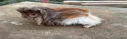 Guinea Pig rodents for sale: Beautiful long haired guinea pigs to reserve  - Advert 3