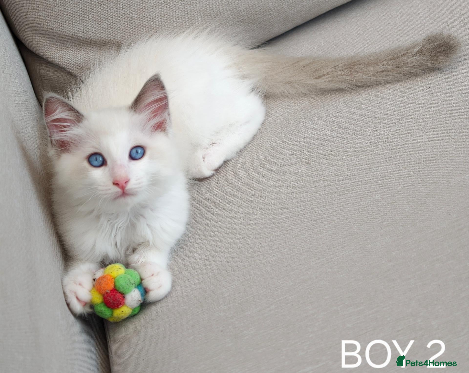 Ragdoll cats Beautiful Ragdoll Kittens 2 Boys Available - Advert 20