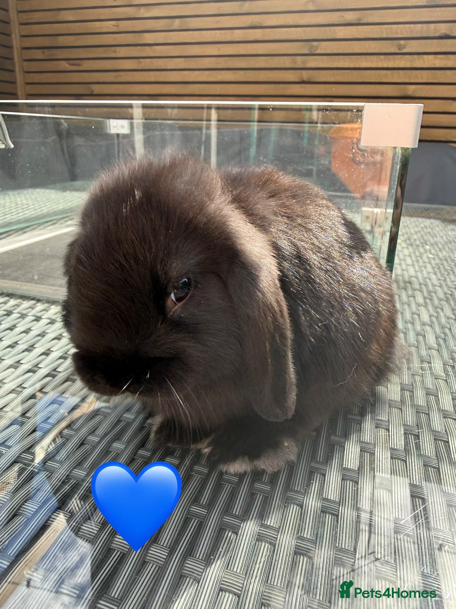 Mini Lop rabbits 10 week old Mini lops - Advert 2