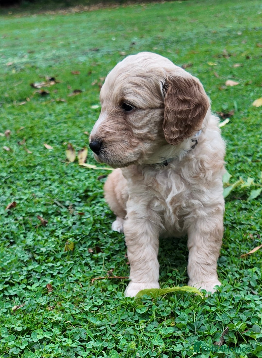 Mini Goldendoodle dogs for sale: Goldendoodle Puppies F2– Therapy & Support Dog Mum - Image 19