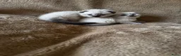 Scottish Fold cats for sale: ✨Adorable Scottish Fold Kittens 🐾 - Advert 14