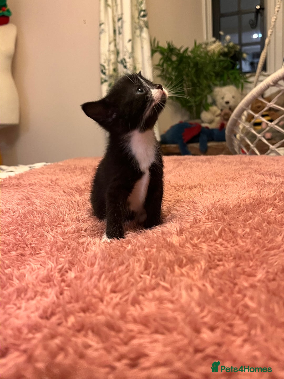 Domestic Shorthair cats for sale: Russian blue mix - Advert 14