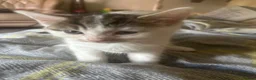 Mixed Breed cats for sale: Two kittens  in Rochdale - Advert 1