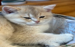British Shorthair cats for sale: Ready now golden BSH - Image 10