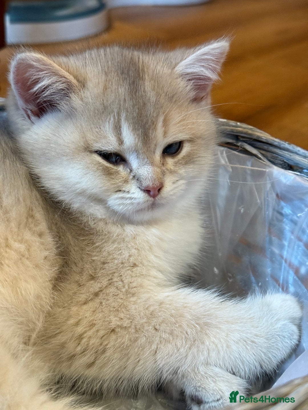British Shorthair cats for sale: Ready now golden BSH - Image 10