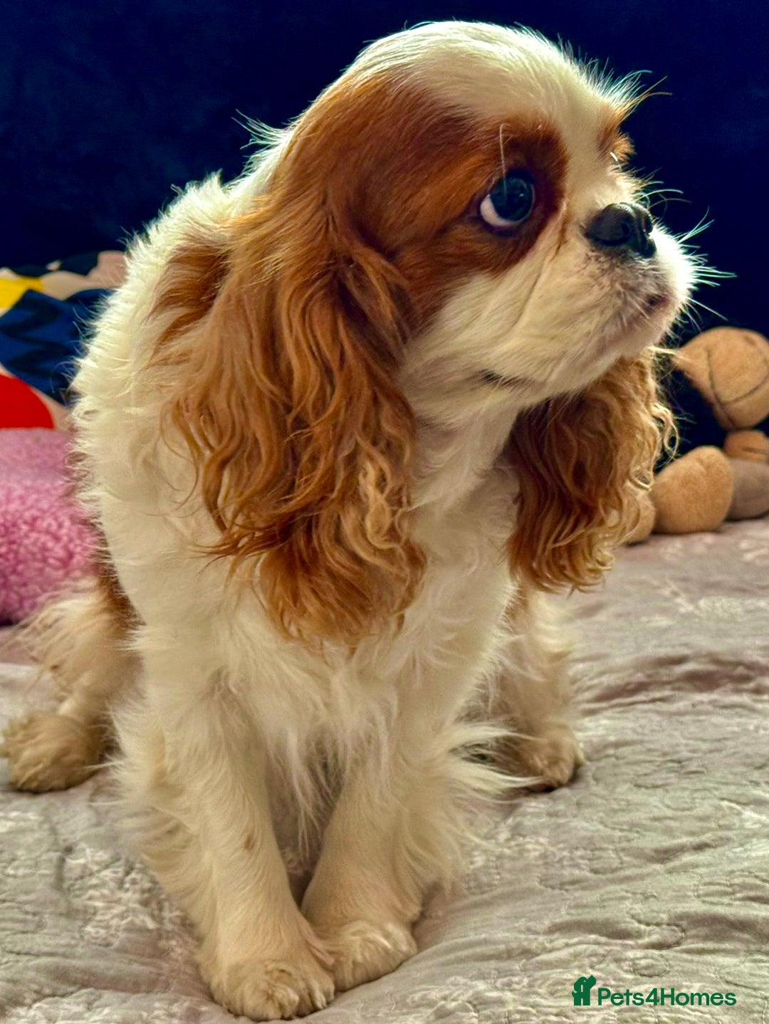 Cavalier King Charles Spaniel dogs for adoption: Daisy’s Story: Saved from the Brink of Death - Image 7
