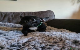 French Bulldog dogs for sale: 5 Beautiful French bulldogs - Image 18
