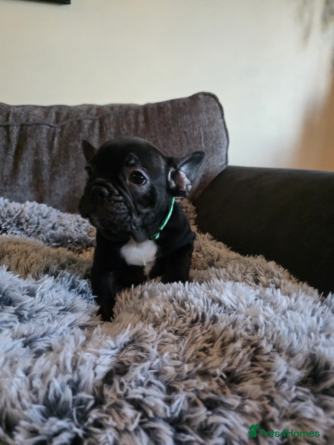 French Bulldog dogs for sale: 5 Beautiful French bulldogs - Image 18