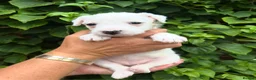 Parson Russell dogs for sale: Parson Russell Terrier Pups in Grantham - Advert 4