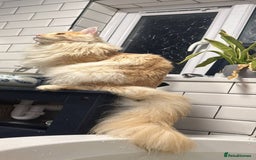Maine Coon cats for sale: Gorgeous maine coon kittens - Image 13