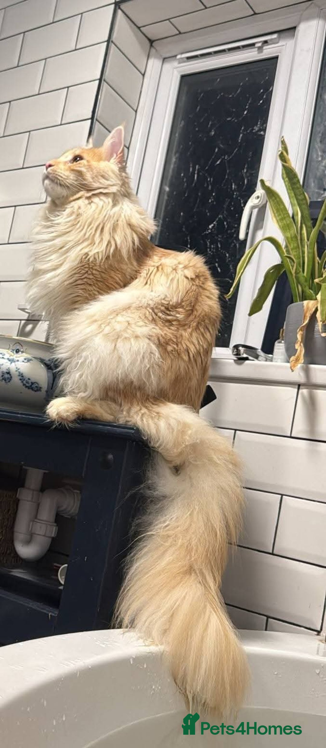 Maine Coon cats for sale: Gorgeous maine coon kittens - Image 13