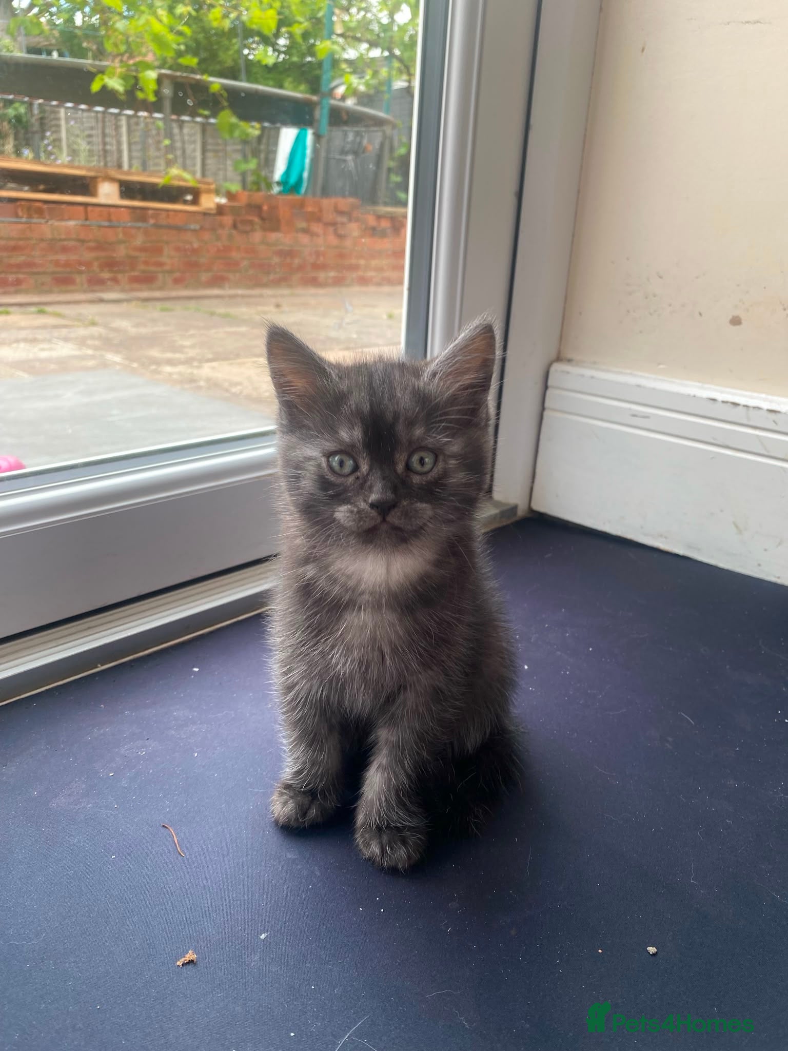 British Shorthair cats Very friendly and caring cat needs to be rehomed  - Advert 21