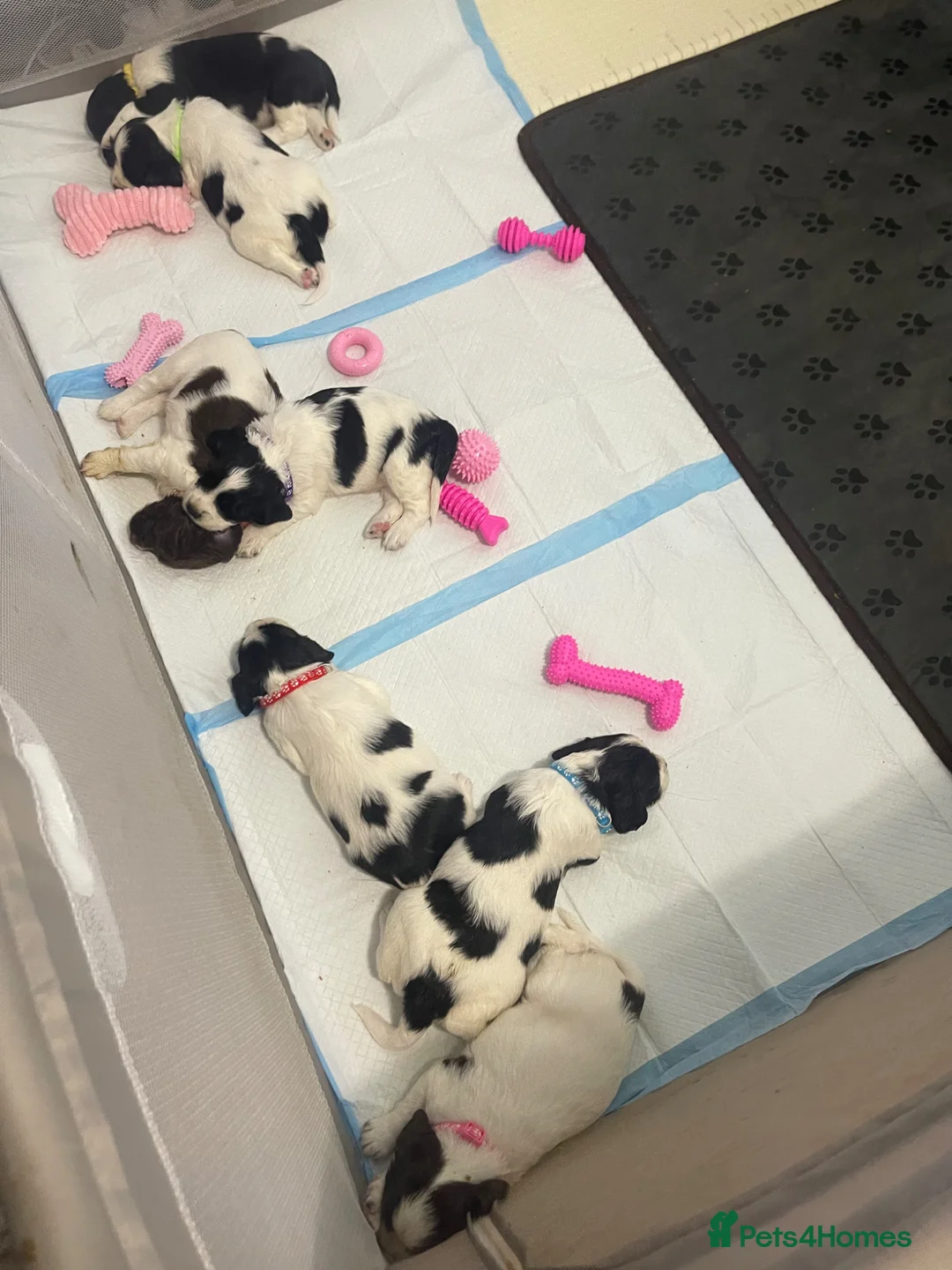English Springer Spaniel dogs for sale: 4 weeks old🐶❤️AdorableSpringerSpanielPuppie 🐶❤️  - Advert 31