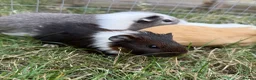 Guinea Pig rodents for sale: Gorgeous female baby guinea pigs! in Tamworth - Advert 5