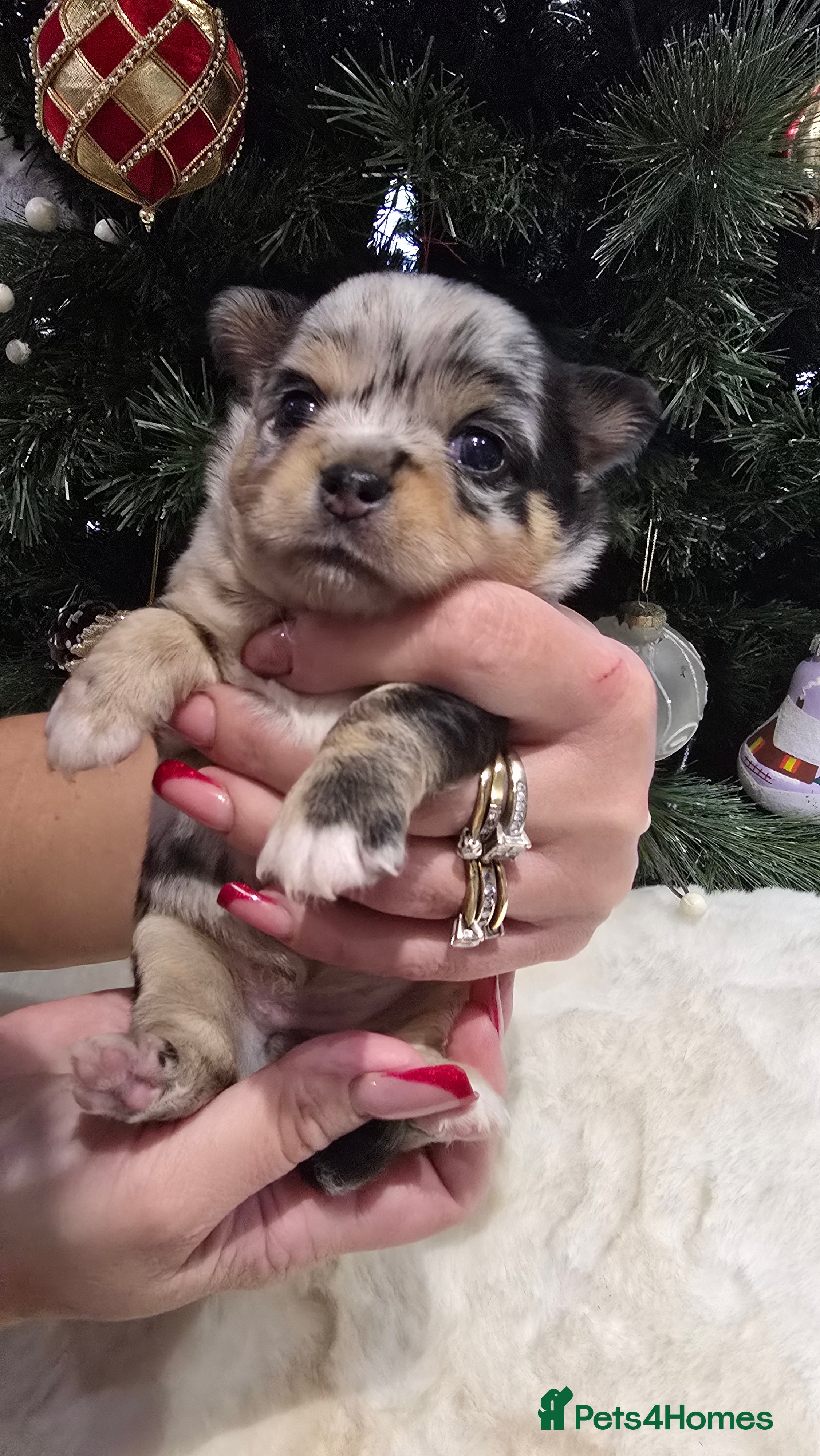 Chihuahua dogs Chihuahua puppies Russian ancestry with perfect bo - Advert 12