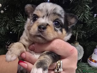 Chihuahua dogs Chihuahua puppies Russian ancestry with perfect bo - Advert 1