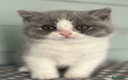 British Shorthair cats for sale: Blue/cream biocolour British short hair kitten - Image 31