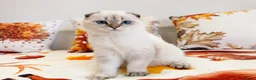 Scottish Fold cats for sale: 🐾 Stunning Scottish Fold Girl  🐾 - Advert 17