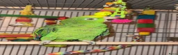 Parrots birds for sale: Amazon Yellow-Headed Parrot in Oldham - Advert 1