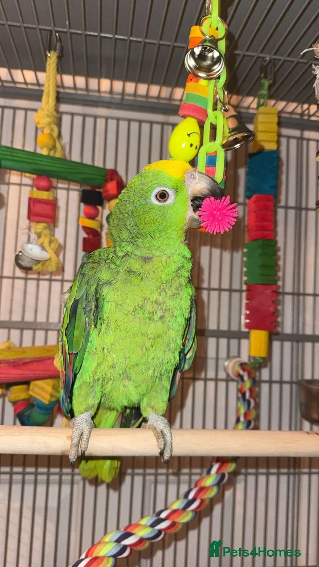 Parrots birds for sale: Amazon Yellow-Headed Parrot in Oldham - Advert 1