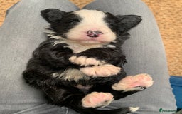 Sheepadoodle dogs for sale: Medium Sheepadoodle Puppies Available  - Image 17