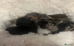 Miniature Dachshund dogs for sale: miniature dachshund puppies - Image 10