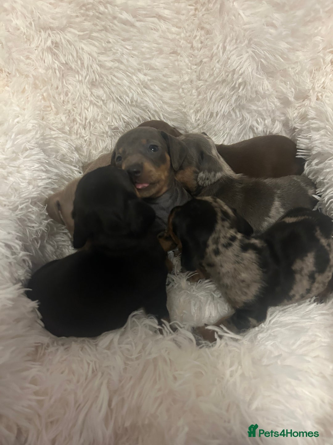 Miniature Dachshund dogs for sale: miniature dachshund puppies - Image 10