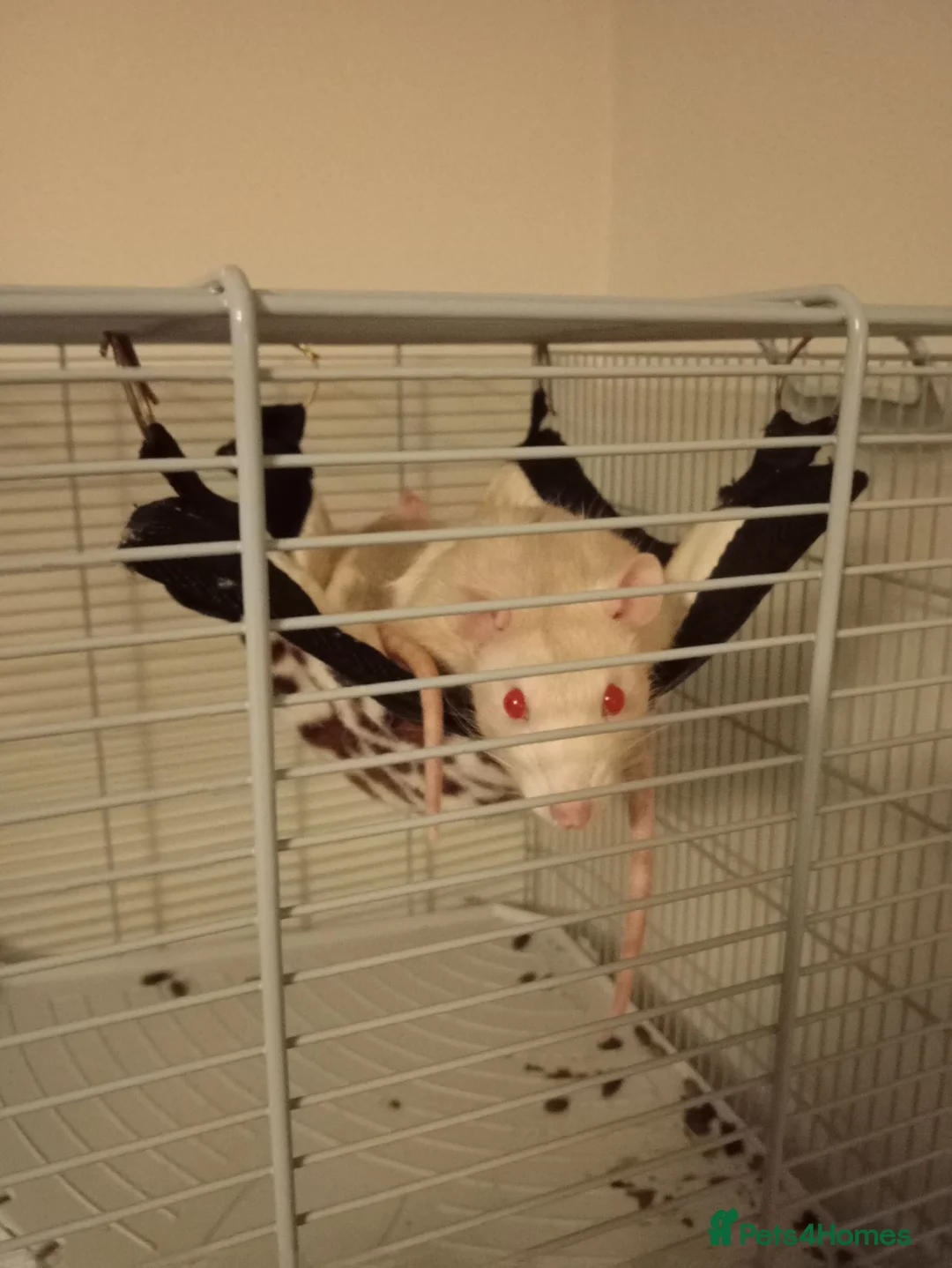 Rat rodents for sale: X2 rats to be rehomed in Rochdale - Advert 1