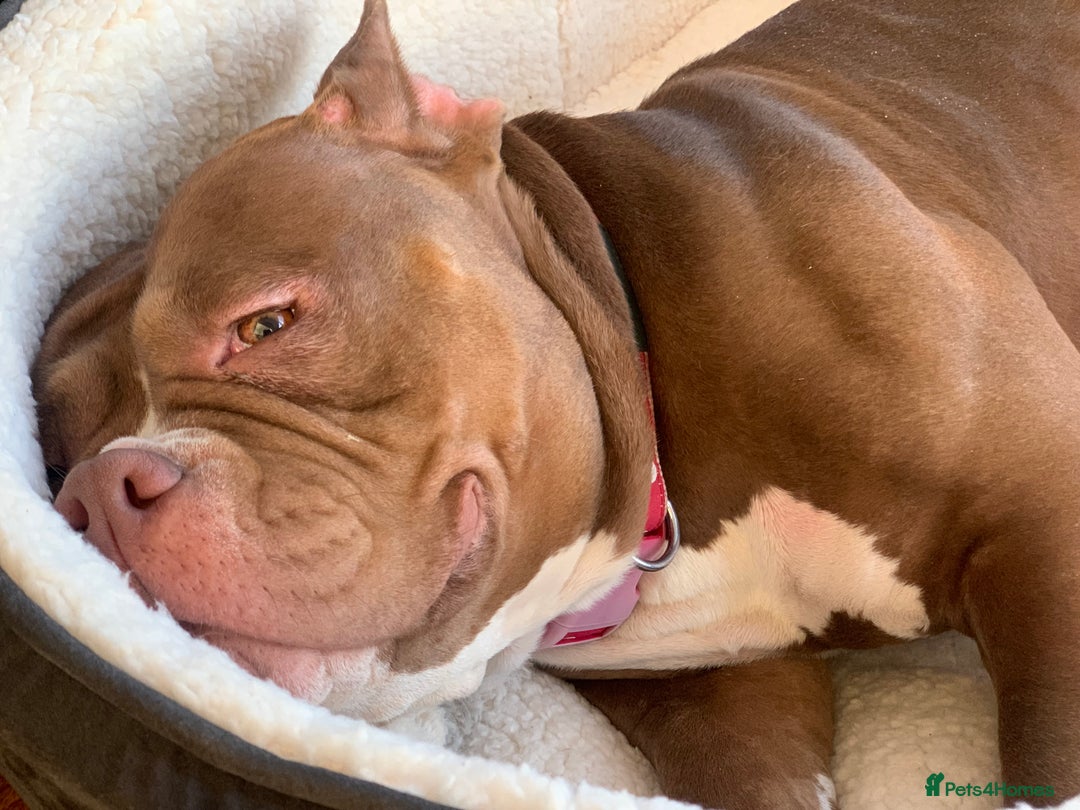 Mixed Breed dogs for sale: Stunning female pocket bully age 3 - Image 7