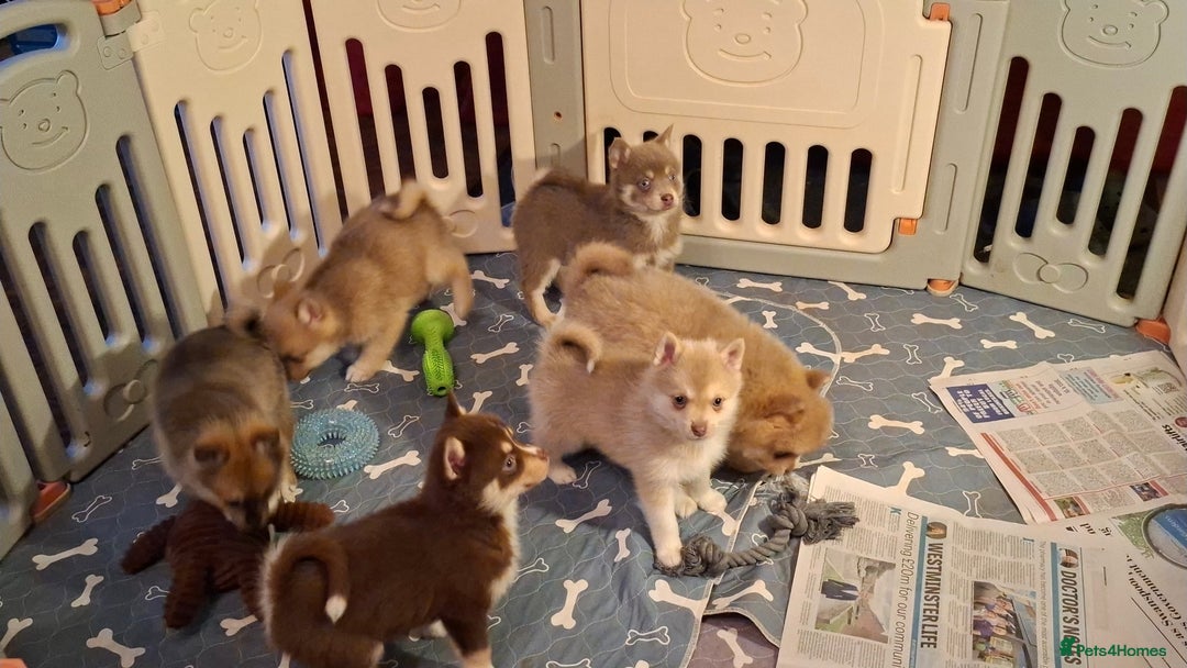 Pomsky dogs for sale: Blue Eyed F4 Toy Pomskies - Advert 13
