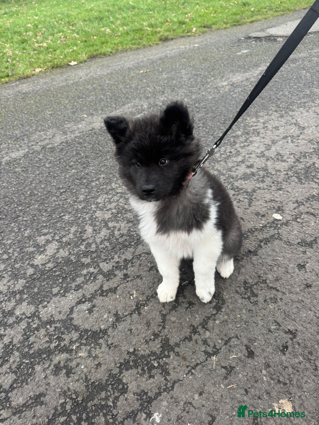Akita dogs for sale: Long haired Akita female  - Advert 4