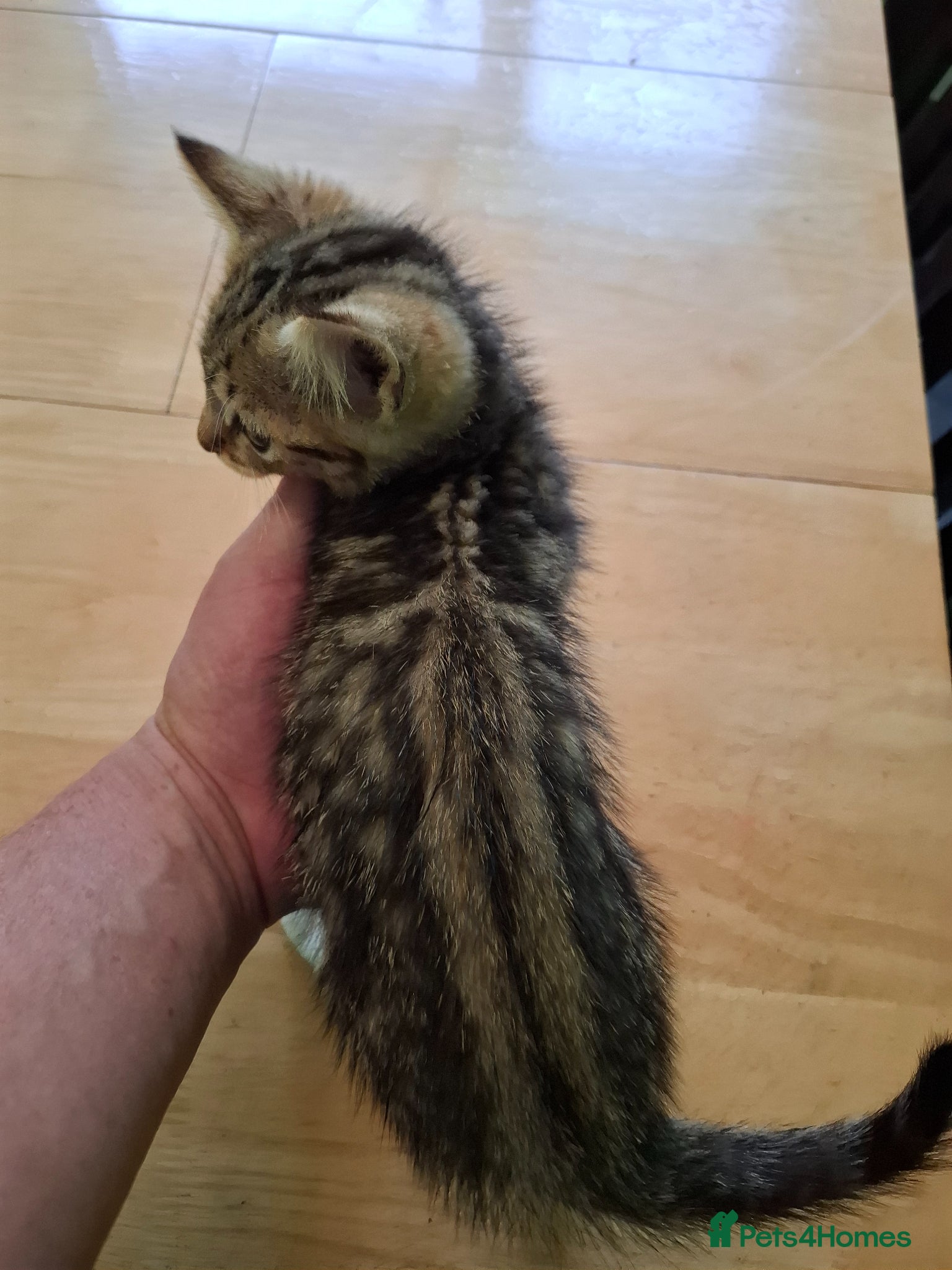 Mixed Breed cats for sale: Six 9 week old Kittens   - Advert 2