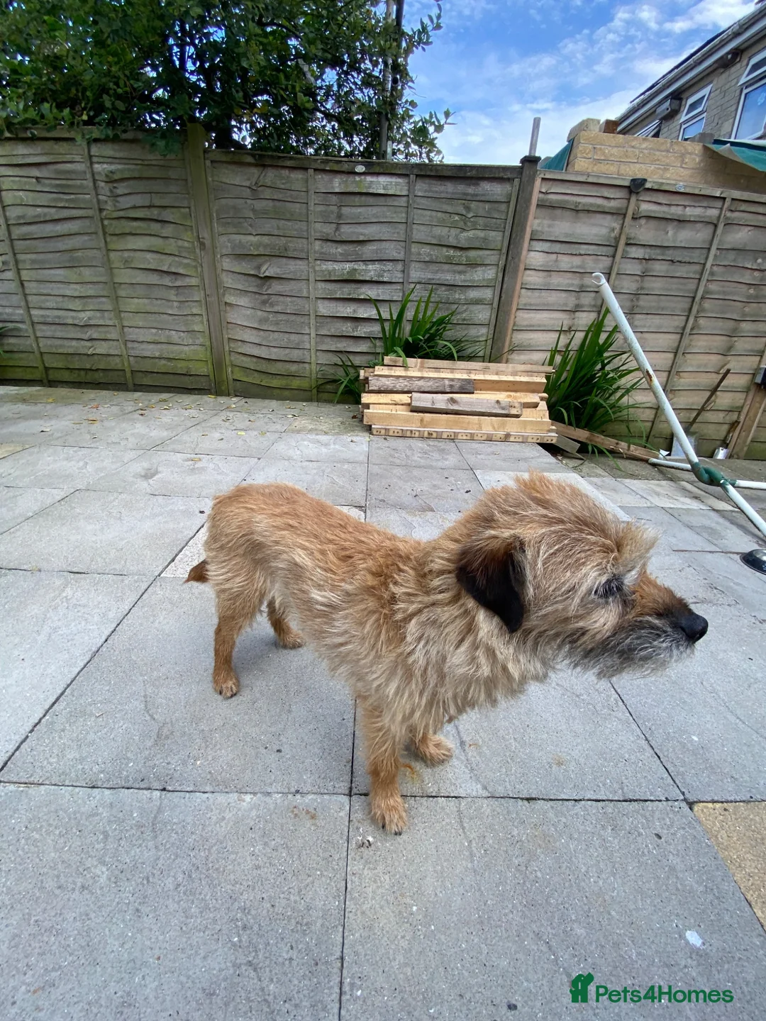 Border Terrier dogs for sale: Coco and Bella need new homes 😢 in Pickering - Advert 2