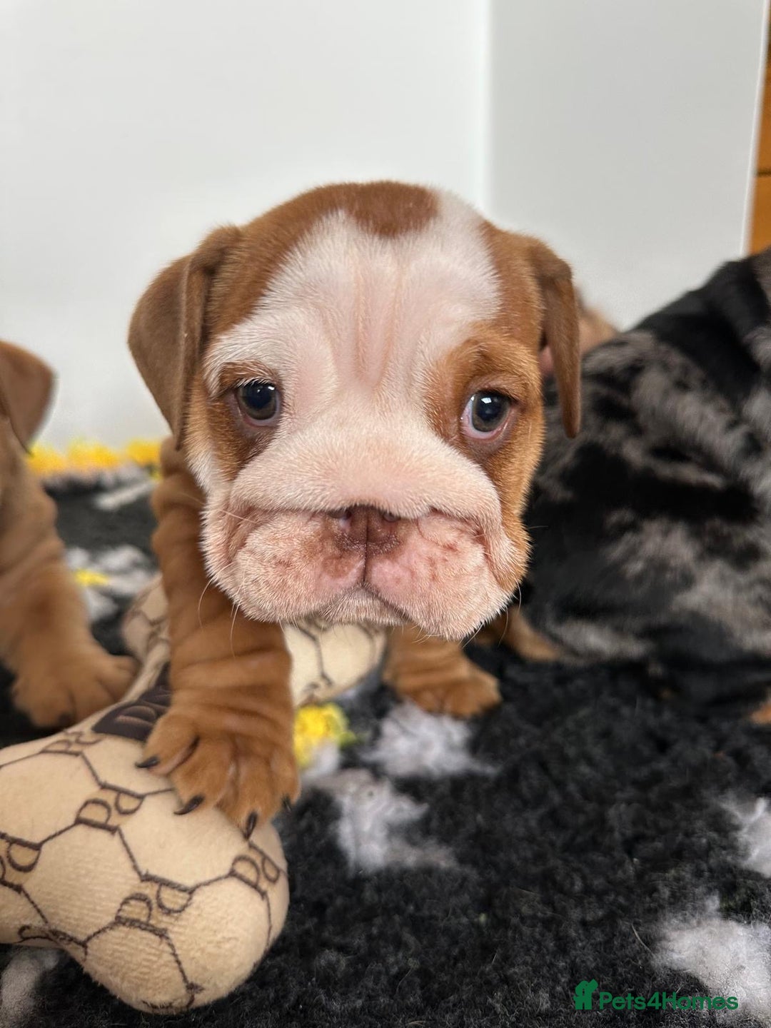English Bulldog dogs for sale: READY TO LEAVE STUNNING ENGLISH BULLDOGS  - Image 8