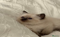 Ragdoll cats for sale: Beautiful purebred Ragdoll kittens  - Image 9
