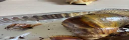Snails invertebrates for sale: Giant African albino land snails  - Advert 9