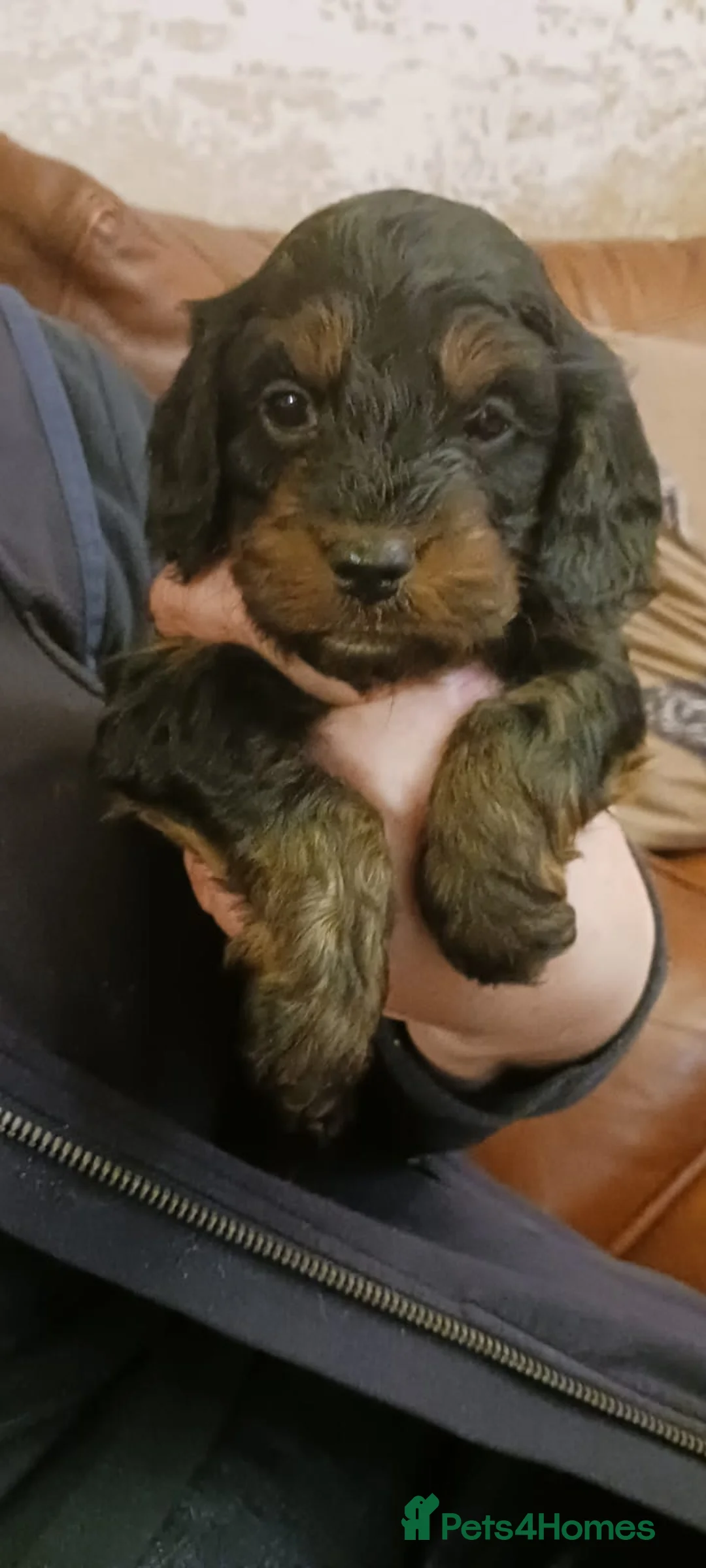 Cockapoo dogs for sale: Cockerpoo  - Advert 24