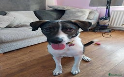 Mixed Breed dogs for adoption: Meet Skye, currently residing in Cheshire  in Hull - Image 4