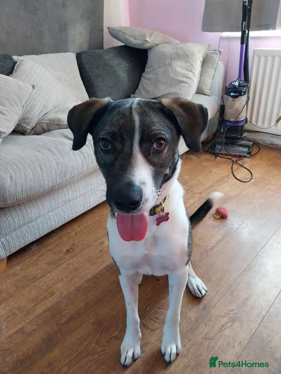Mixed Breed dogs for adoption: Meet Skye, currently residing in Cheshire  in Hull - Image 4