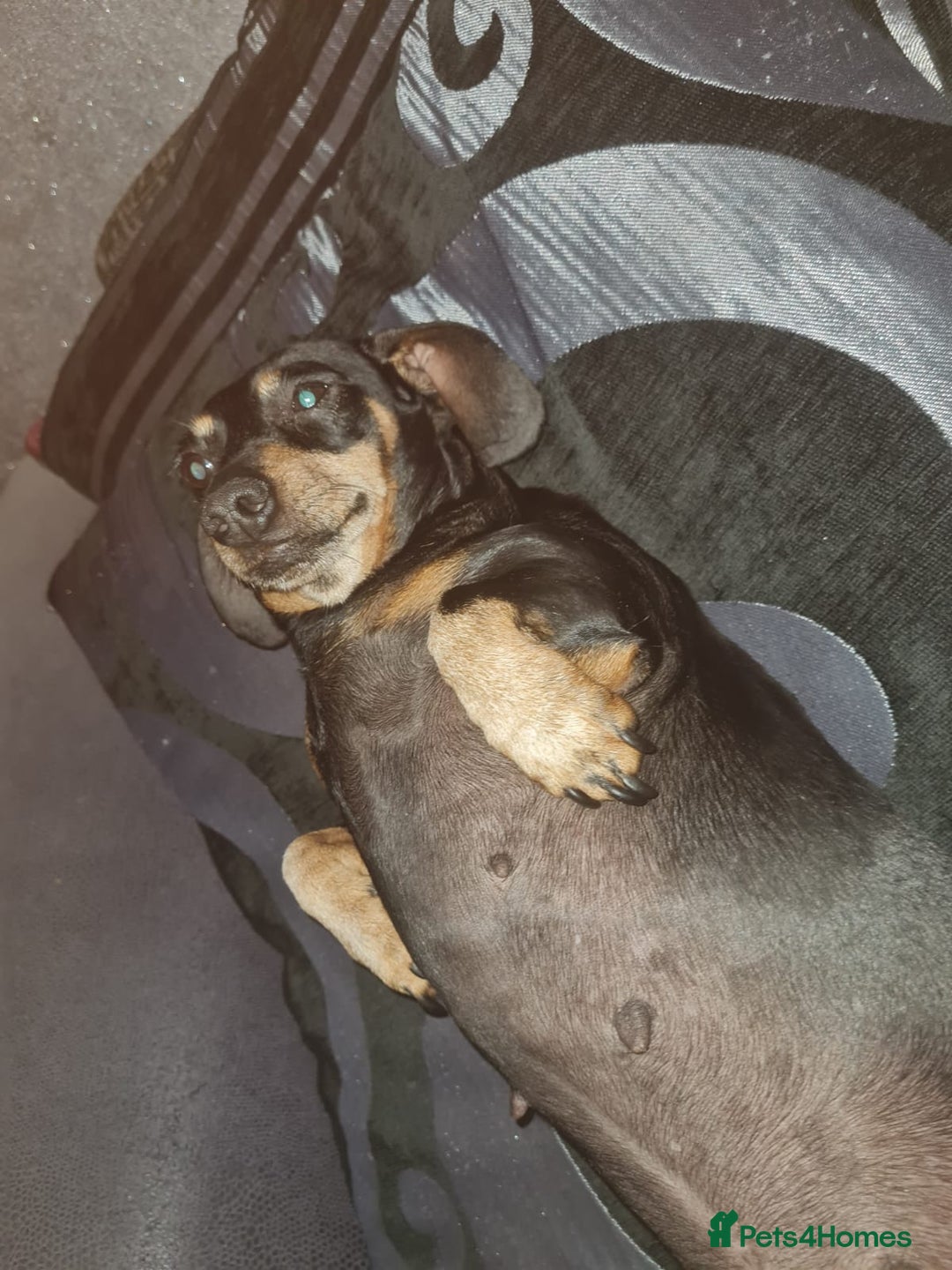 Miniature Dachshund dogs for sale: Miniature dachshund rehome - Image 4