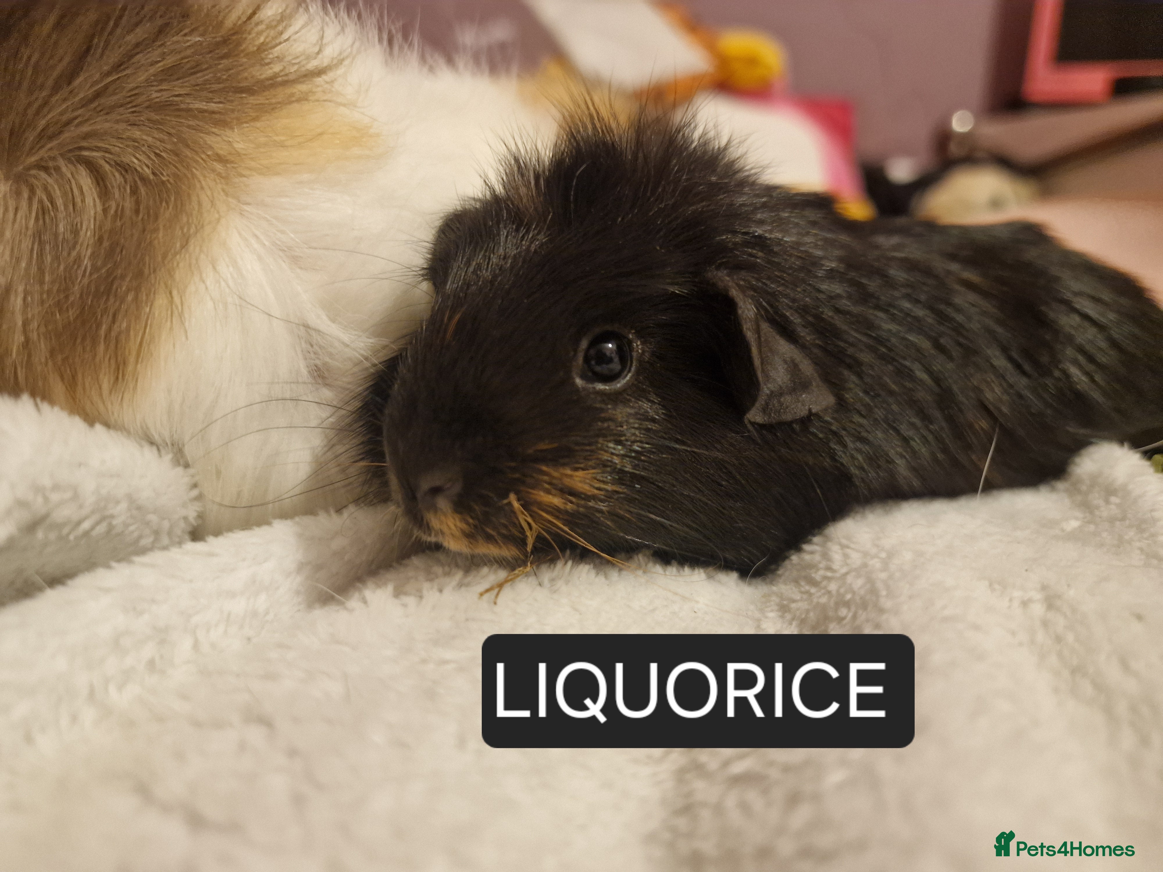 Guinea Pig rodents male guineas - Advert 18