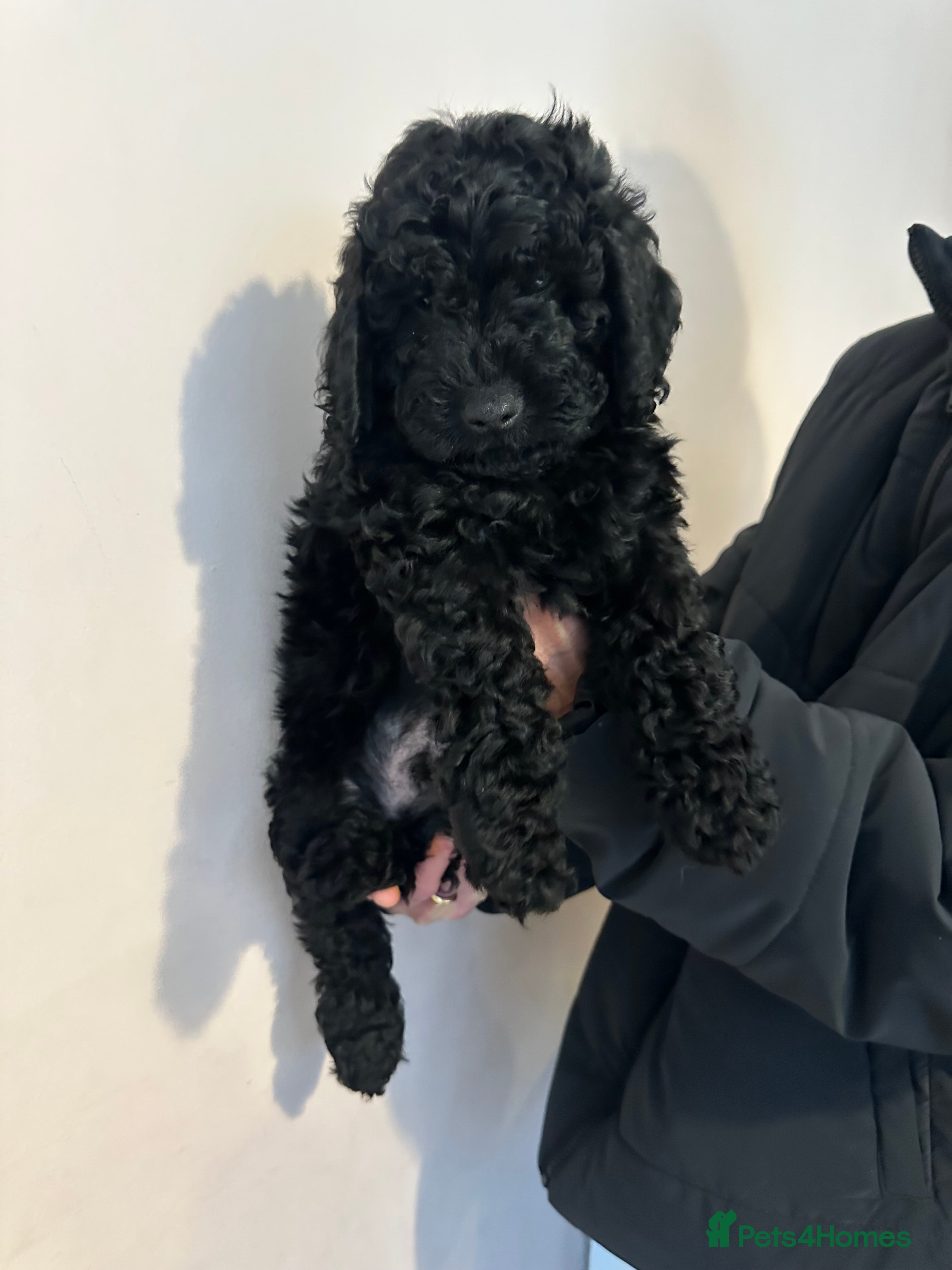 Cockapoo dogs F1b Cockapoo Puppies – Ready 16th January ✨ - Advert 1