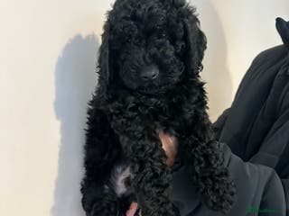 Cockapoo dogs F1b Cockapoo Puppies – Ready 16th January ✨ - Advert 6